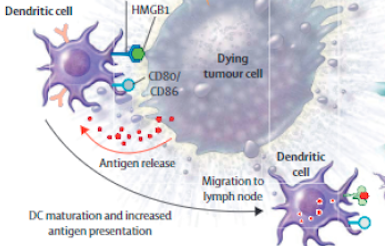 dying tumor cell