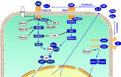 t-cell activation model